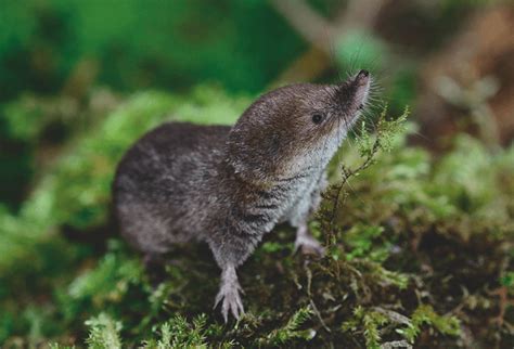 Guide To Shrews Mice And Voles