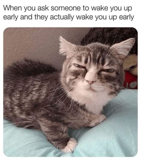 40 Purrfectly Funny Cat Memes To Hold You Over Until Caturday