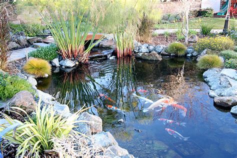 We would like to show you a description here but the site won't allow us. Koi Pond Builder - Santa Cruz, Monterey, San Jose, San ...