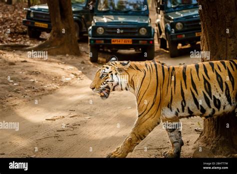 A Tigress Bengal Tiger Panthera Tigris Crosses A Track In Front Of