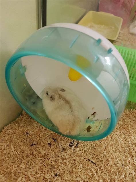Short Dwarf Hamster Baby Hamsters Adopted 6 Years 7 Months Dumpling