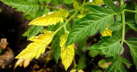 Common Reasons For Tomato Leaves Turning Yellow The Garden Magazine