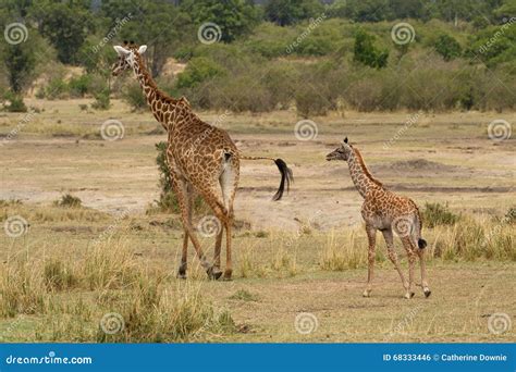 Mother And Baby Giraffe Going For A Walk Stock Photo Image Of Natural