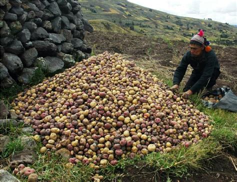 Native Potato Harvest In Chopcca Huancavelica Peru Farmer Selecting