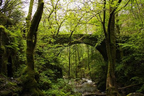 Green Forest With An Old Stone Bridge Stock Image Image Of Lost