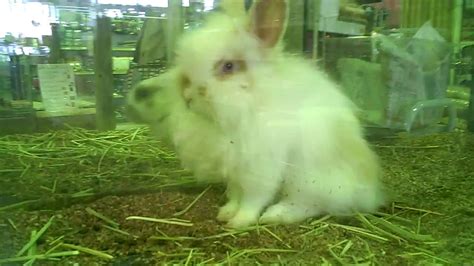 The Ugliest Rabbit On The Planet Vile Violent Animal Youtube