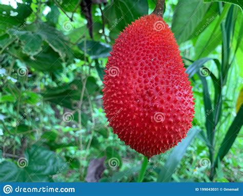 Closed Up Image Of Red Gac Or Baby Jackfruit Healthy Food Stock Image