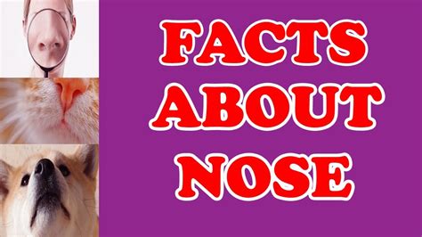 Top 10 Facts About Nose Amazing Facts Video Amazing Top 10 New 2017 Youtube