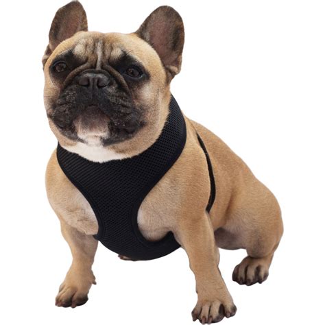Brilliant Basics Large Comfort Dog Harness Black Big W