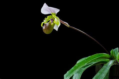 Paphiopedilum Spicerianum Orchid Plant Care And Culture Travaldo S Blog
