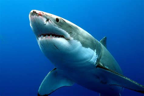 Tiger shark and white shark behavior. The Great White Shark by Ronny Lima