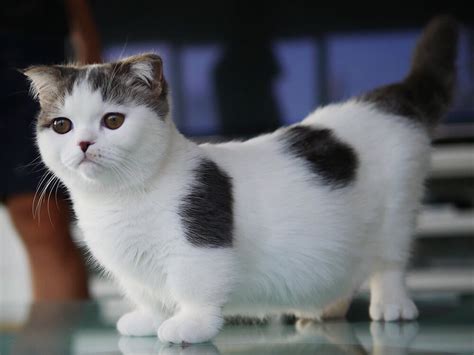 The 20 Most Loved Fluffy Cat Breeds Uk Pets
