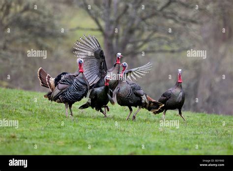 Wild Turkeys Trying To Mate Wildlife Safari Winston Oregon Stock Photo