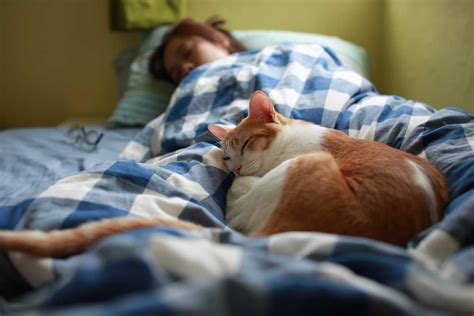 23 Signs That Your Cat Loves You Thecatsite
