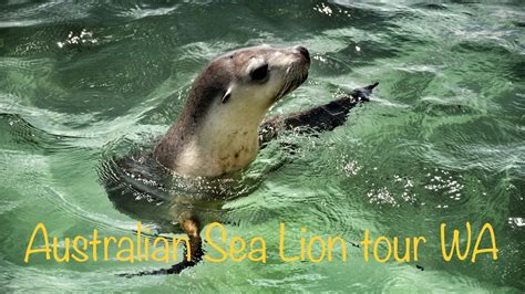 australian sea lions of the western australian coast youtube