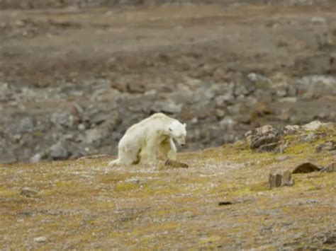 Photographer Behind Viral Starving Polar Bear Admits ‘it Shouldnt Be