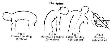 Check spelling or type a new query. For the Bikers: Demystifying Spinal Flexion and Spinal ...