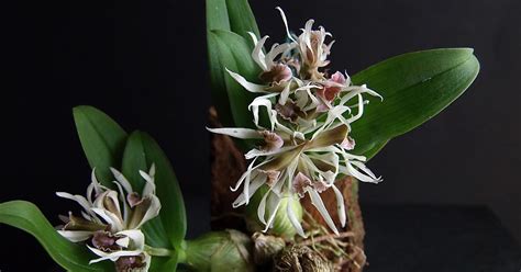 Dendrobium Peguanum Care And Culture Travaldo S Blog