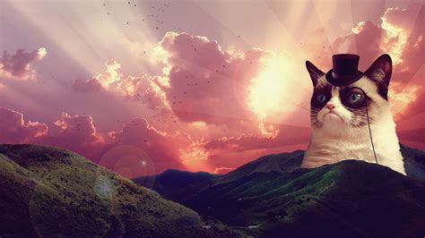 Cat Wallpaper Tumblr Pixelstalknet
