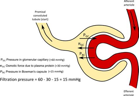 The Pressure In The Glomerulus And The Bowmans Capsule Steve Gallik