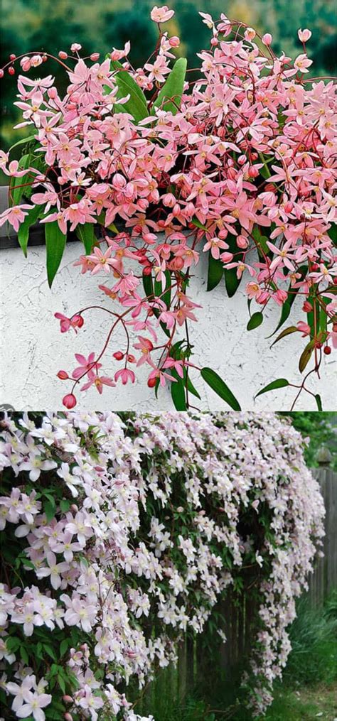 Climbers for a shady wall or fence. 20+ Favorite Flowering Vines and Climbing Plants - A Piece ...