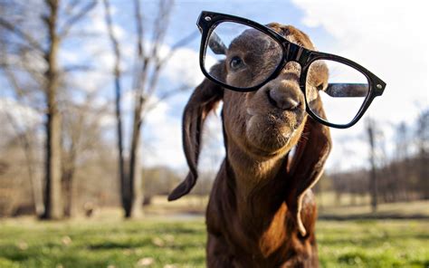 Goat Got Swag Hd Funny 4k Wallpapers Images Backgrounds Photos And