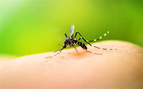 The 10 Worst Cities For Mosquitoes According To Orkin