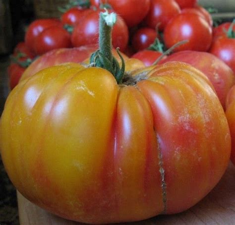 Mr Stripey Tomato Heirloom Seeds Organic Bulk Etsy