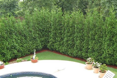 Fastest Growing Privacy Hedge Tree On Sale Now Greenwood Nursery