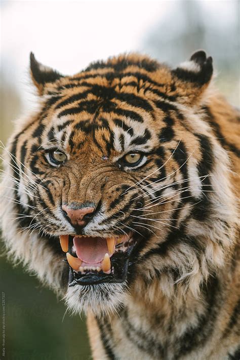 Portrait Of Wild Looking Sumatran Tiger By Stocksy Contributor Akela