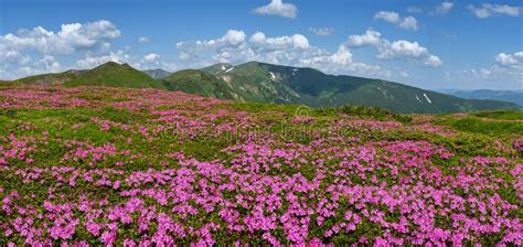 Blossoming Slopes Of Carpathian Mountains With Pink Rhododendron