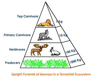 I have adapted the food chain gizmo to include a discussion and exploration of food webs as well. Trophic levels