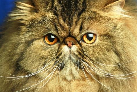 Scottish Fold Kittens For Sale Biological Science