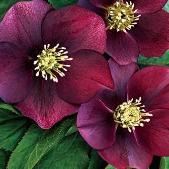 Its bicolored leaves are green and white, but the white part is strong enough to create an overall impression of brightness. 18 best Zone 8 Deer Resistant Plants/Perennials images on ...