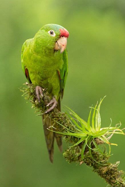 Crimson Fronted Parrot Aratinga Finschi Central America Pet Birds
