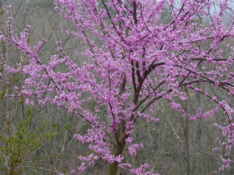 Crocuses come in pink i have a bed of them under a pine tree (they like the acid soil there) that gives me a spectacular show. Redbud | Identify that Plant
