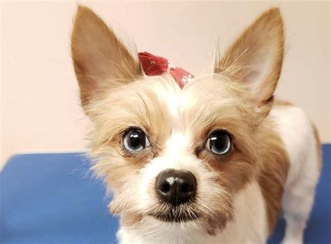 27 Adorable Yorkie Mixes The Best Yorkshire Terrier Hybrids