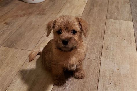 B Joli Norfolk Terriers Norfolk Terrier Puppies For Sale Born On 10