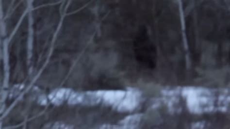 Did This Photographer Capture Bigfoot On Camera Check Out The Footage