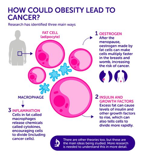 how exactly does obesity cause cancer three leading theories cancer research uk cancer news