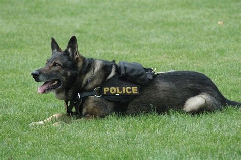 Police Dog Breeds Canines Catching The Bad Guys Dog Blog