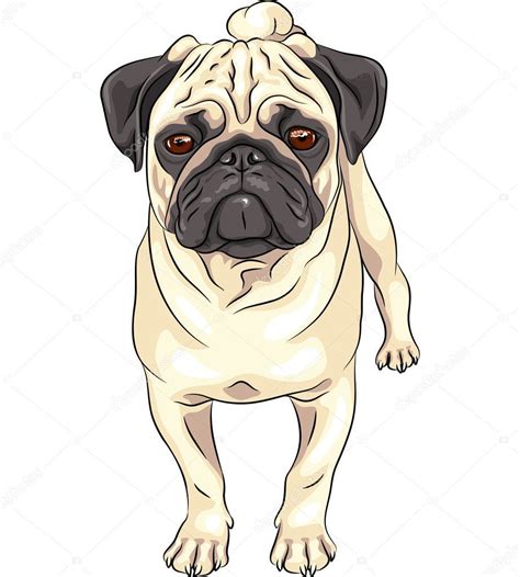 Resultado De Imagen Para Perros Pug Para Dibujar Pug Breed Pug Art Pugs