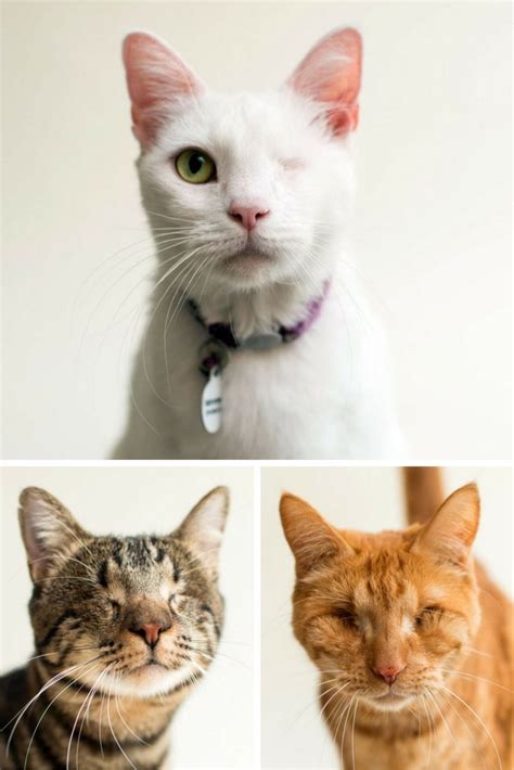 See more ideas about promotion, cats, terra. 559 best Pet Adoption Marketing Ideas images on Pinterest
