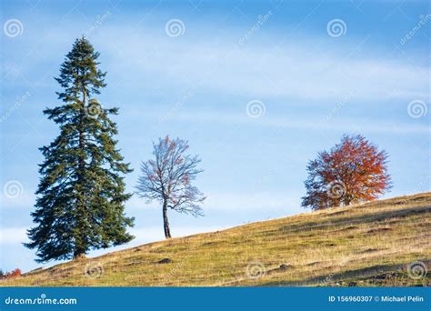 Three Trees On The Hill Stock Image Image Of Relationship 156960307