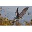 Peregrine Falcon  BirdWatching