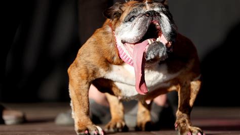 2018 Worlds Ugliest Dog Contest Crowns A Bulky Bulldog As The Winner