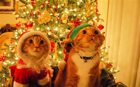 Christmas Wallpaper With Cats 55 Images