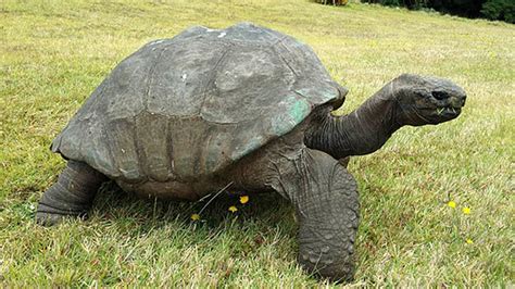 Oldest Living Turtle Photographed In 1902 And Again In 2014