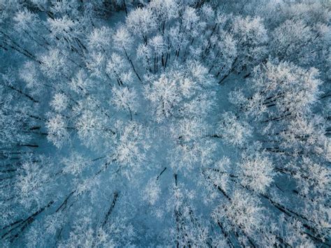 Aerial View Of Winter Forest Covered In Snow Drone Photography