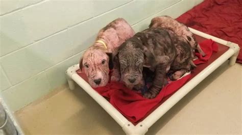 5 Bald Puppies Found Abandoned On The Roadside Greet Their Rescuers
